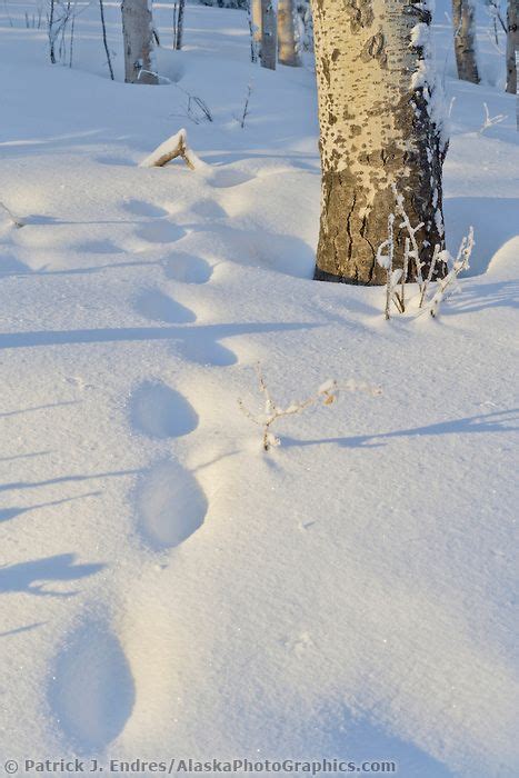 Animal Tracks In The Winter Snow Fairbanks Alaska In