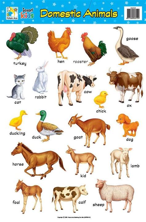 Domestic Animals Chart 44e Animals Name In English Animal Pictures