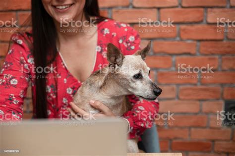 Unrecognizable Woman Holding Her Dog While Using Computer At Home Stock