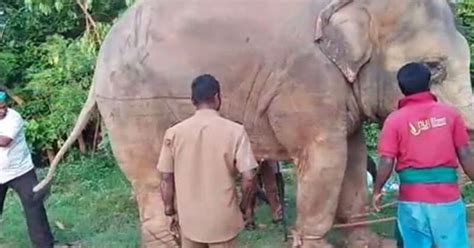 Images Of Tamil Nadu Forest Officials Pulling Elephants With Rope And