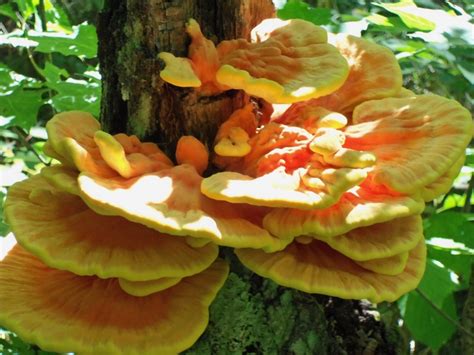 Wisconsin Mushrooms