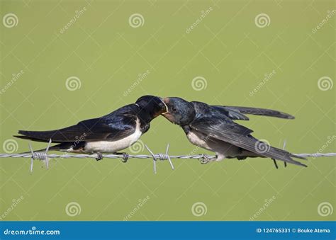 Juvenile Barn Swallows Hirundo Rustica Perched On Barbed Wire And Being Fed Stock Image Image