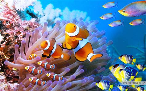 Sea Animals Wallpapers 51 Pictures