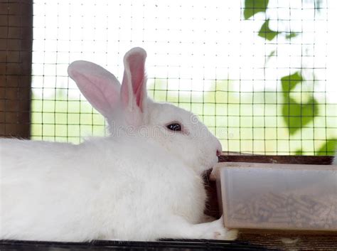 Rabbits Stock Image Image Of Mammal Sitting Fluffy 54027155