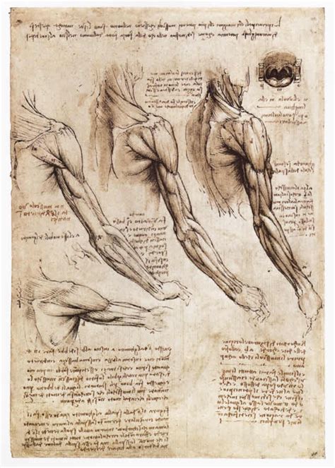 Studi Di Anatomia Umana Anatomia Umana Disegno Di Anatomia Anatomia