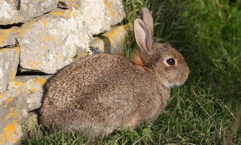 Wild European Rabbit Oryctolagus Cuniculus Adult Stock Image Image Of