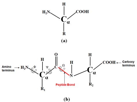 1 A An Amino Acid B A Peptide Bond Is Shown Between Two Adjacent