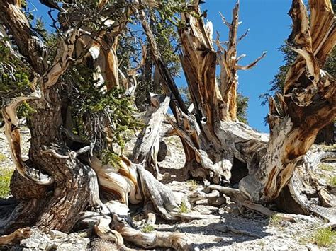 20160813111854large Picture Of Ancient Bristlecone Pine Forest