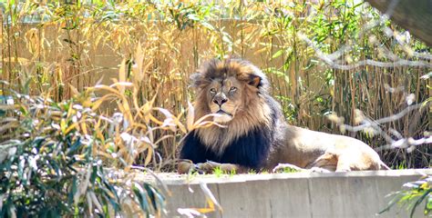 Lion Smithsonians National Zoo Dc Jeff Santos Flickr