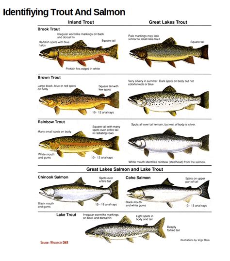 Young salmon swim out to sea, then after three or four years return upstream to spawn. Use These Charts to Confidently ID Trout & Salmon Species