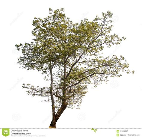 Isolated Trees On White Background Stock Image Image Of Outdoors