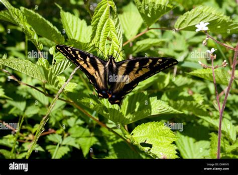 Western Tiger Swallowtail Papilio Rutulus Butterfly On Bush Near Lake