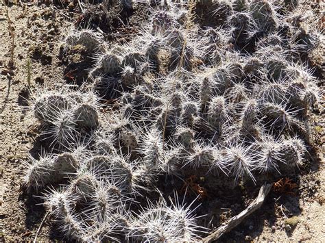 Cactus Cacti Plant Free Photo On Pixabay Pixabay