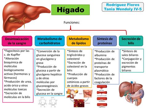 Fisiologia Basica Y Medica Mapa Conceptual De Higado Y Vesicula Biliar