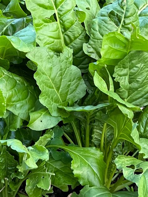 200 Perpetual Spinach Swiss Chard Seeds 182 Etsy