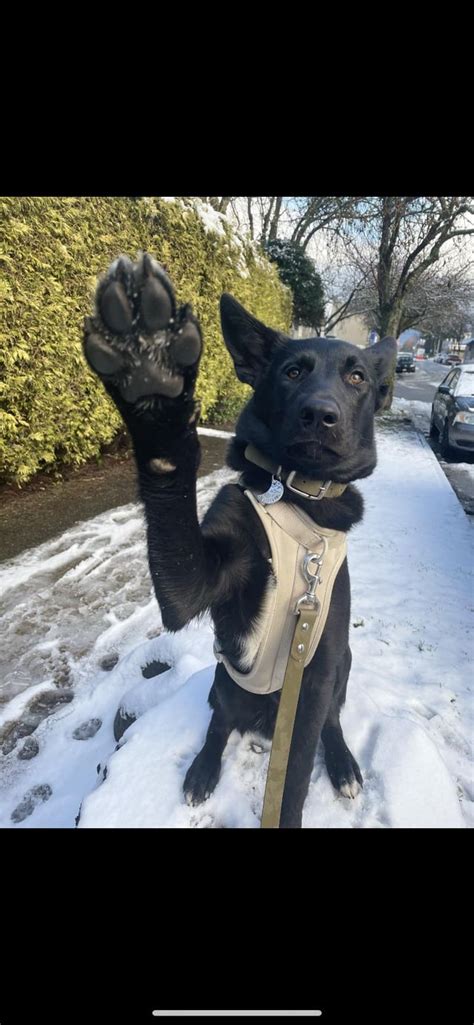 Say Hello To Comrade Doggo Dogpictures