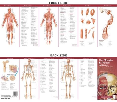 Anatomical Chart Companys Illustrated Pocket Anatomy The Muscular