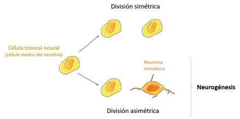 Neuroméxico Investigación Divulgación Y Difusión Científica ¿qué Es