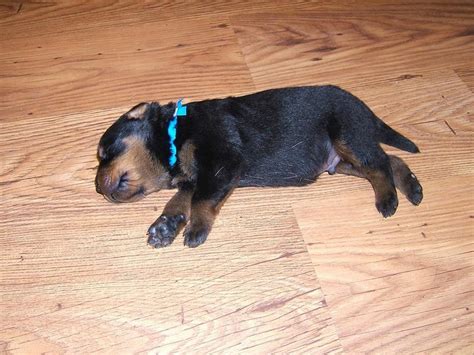 newborn rottweiler puppy picture.jpg (3 comments) Hi-Res 720p HD