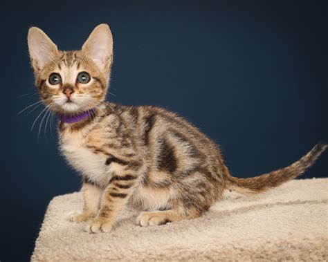 Hand raised & bottle feed baby cats and kittens. Jellybean - F7 Savannah Cat