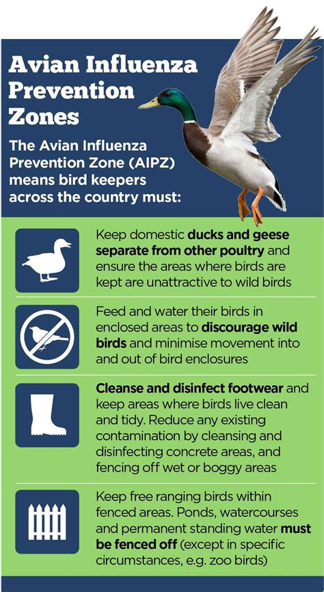 Avian Flu Prevention Zone In Force Across The Uk As Defra Issues New