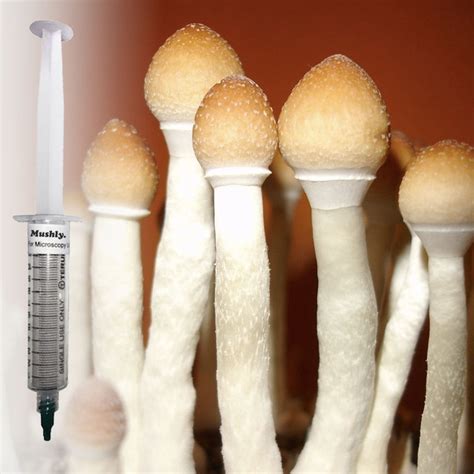 Stropharia Spore Syringe 100 Viable Psilocybe Cubensis Mushroom