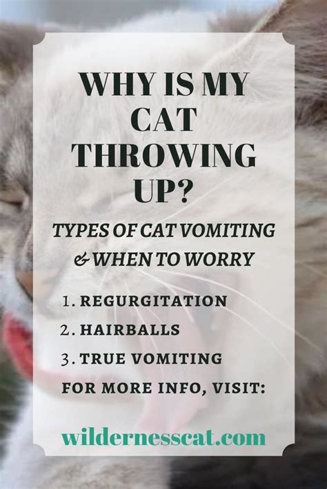 (if you serve your cat refrigerated wet food, try letting it come to room temperature first.) Why is My Cat Throwing Up? Types of Cat Vomiting and When ...
