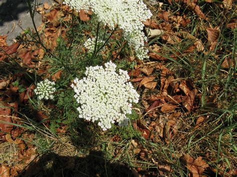 Friesner Herbarium Blog About Indiana Plants Timely Seasonal