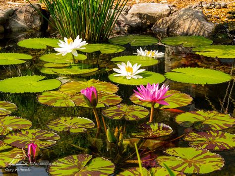Why Choose Tropical Water Lilies Aquascape Inc