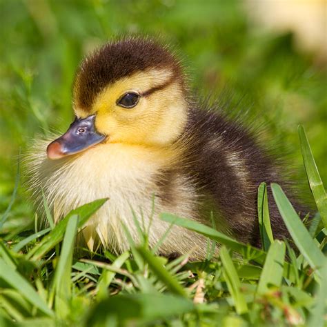 Baby Duck Photograph By Stephanie Hayes Pixels