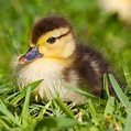 Baby Duck Photograph by Stephanie Hayes - Pixels