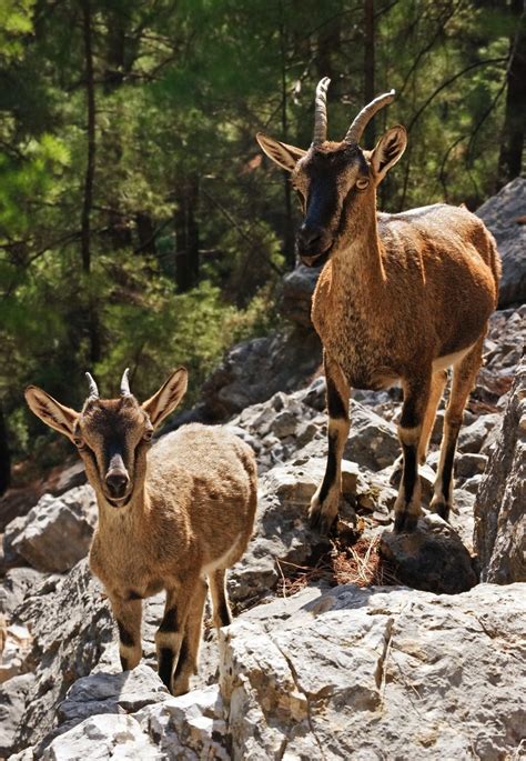 Wild Kri Kri Goats In The Samaria Gorge Goats Crete Visiting Greece