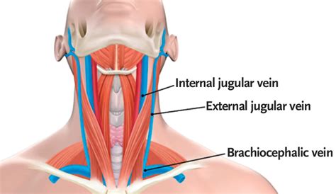 Examination Of The Neck Veins Nejm