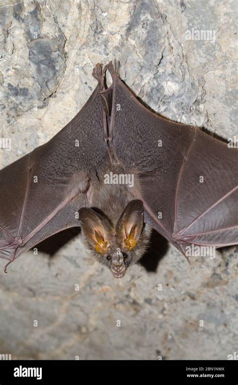 Lesser False Vampire Bat Are Sleeping In The Cave Hanging On The