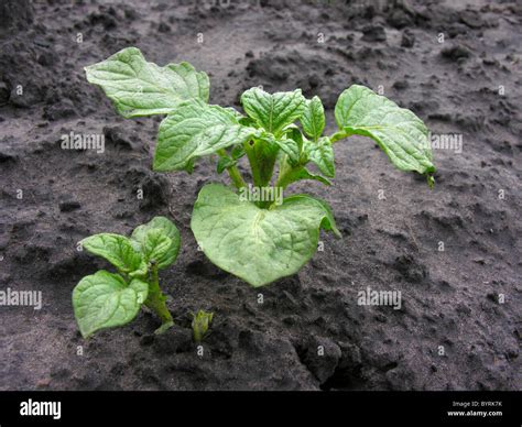 Close Up Of Potato Sprout In The Ground Stock Photo Alamy