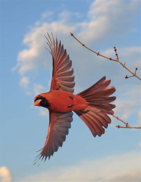 40 Wonderful Photos Of Birds In Flight Contrastly