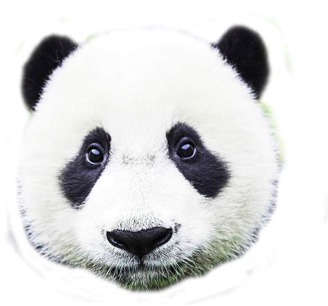 Png Pngs Pandas