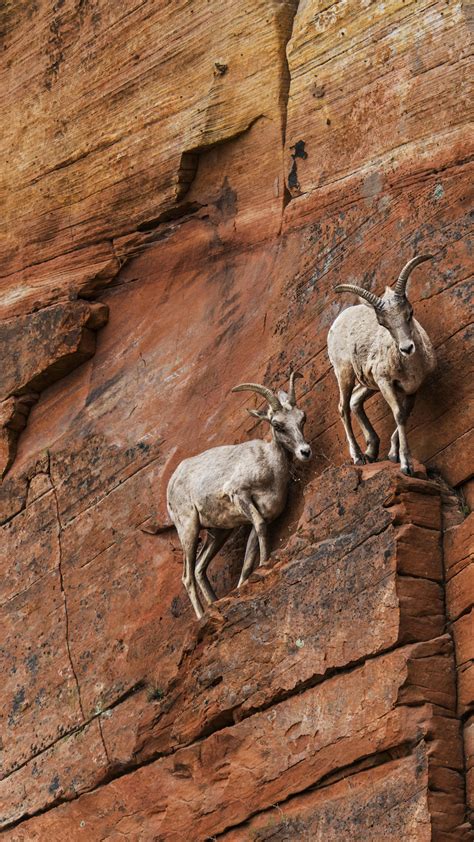 Goats Standing On Rock Formation In Zion National Park Utah Usa Windows Spotlight Images