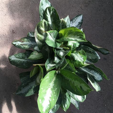 Aglaonema Key Largo Live Plant In A 10 Inch Pot Chinese Evergreen