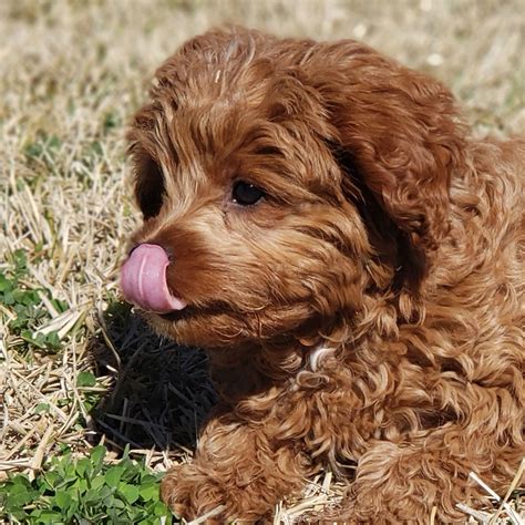 1 Cavapoo Puppies For Sale By Uptown Puppies