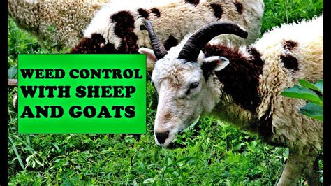Weed Control With Sheep And Goats Youtube