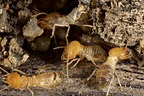 The Most Common Types of Termites in Texas | The Bug Master