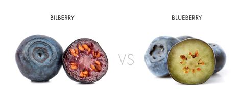 How To Choose Bilberry Let The Nutritionist Tell You