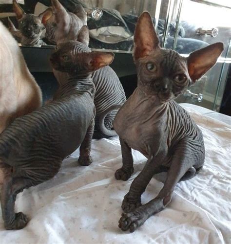 Read indepth sphynx cat breed facts including popularity rankings, average prices, highlights and buying advice from pets4homes. Sphynx Cats For Sale | Chicago, IL #299204 | Petzlover