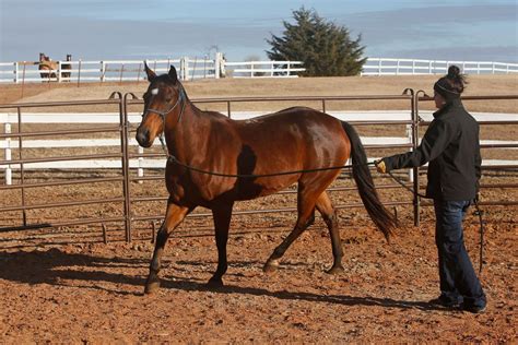 Oklahoma Program Offers Rescue For Horses Other Equine