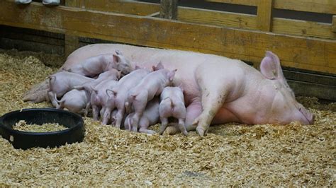 Mother Sow Feeding Her Piglets Stock Photo Download Image Now Istock