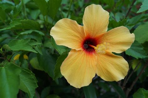 A Yellow Hibiscus Flower Close Up Stock Photo Image Of Flower Shrub