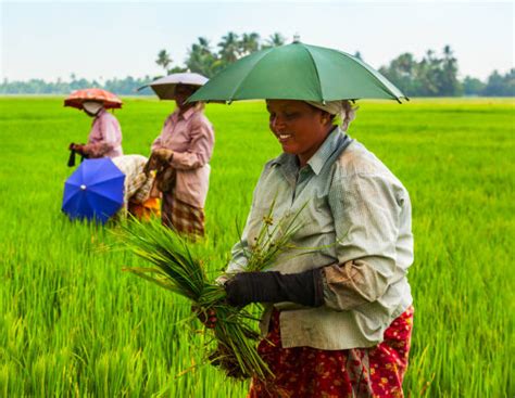Best Rice Rice Paddy Harvesting Kerala Stock Photos Pictures And Royalty