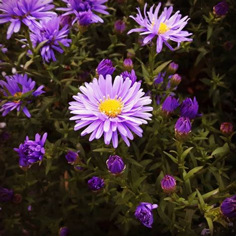 Aster Flower Meaning Discover The True Meanings Of This Beautiful Flower