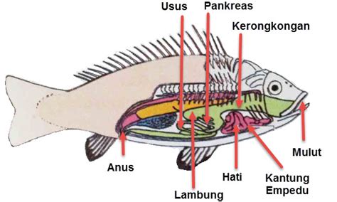  insang contoh ikan, berudu, ketam, udang. Organ Tubuh Ikan dan Fungsinya | Mikirbae.com